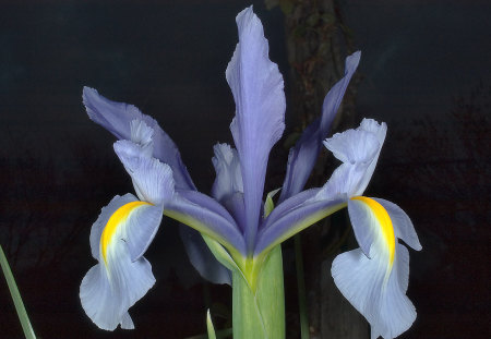 Blue Iris - beauty, nature, blue, plant, green, iris, flower