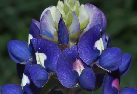 Blue Flowers - flowers, pretty, nature, blue, beautiful, plant