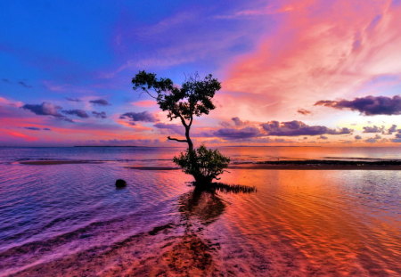 Tree in the Shallows - sunset, water, nature, shallows, beauty, tree