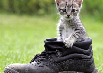 Kitten in boot - kitten, feline, boot, grass, sweet, cat