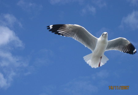 A Seagull - seagull, animals, sea, flying