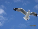 A Seagull