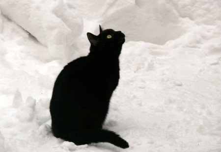 Snowy black cat - black, kitten, cat, sweet, feline, snow