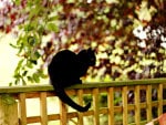 Black cat on fence