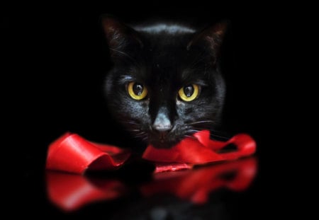 Halloween cat - halloween, black, cat, kitten