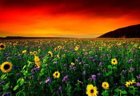 Flower field at sunset - field, flower, nature, sunset