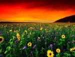 Flower field at sunset