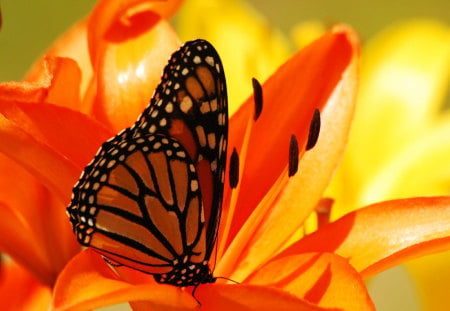 For Monarch (Cherie) - insect, nature, butterfly, flower