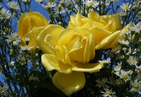 Yellow for Happiness - roses, blooms, yellow, flower, petals, bouquet, daisies, bloom, white, rose