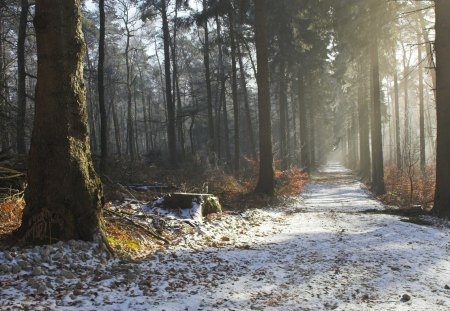 Morning Walk down the Winter Road.... - morning, autumn, trees, snow, winter, road