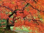 Japanese Maple