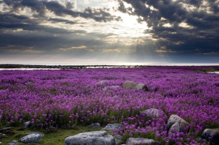 Purple Flowers Canada - flowers, sky, purple, clouds