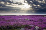 Purple Flowers Canada