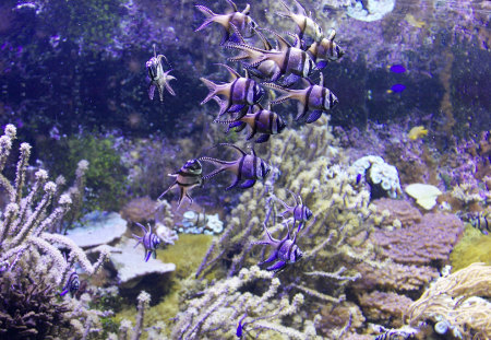 Magic under the Sea - underwater view, ocean, magic, purple fishes