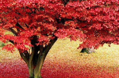 Maple Tree in Autumn - colored, tree, autumn, maple