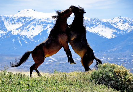 Shall We Dance ? - jumping, 2 horses, meadow, mountains