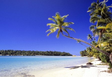 Sun and Sand Cook Islands - sand, sky, trees, sun