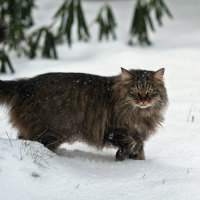 The Lion in Winter