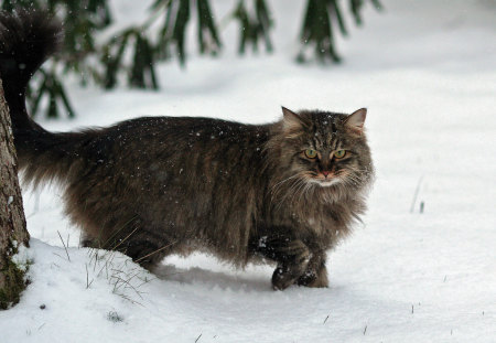 The Lion in Winter - grey, cat, snow, winter, big, longhair