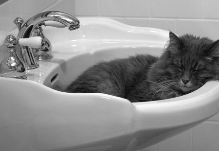 This Is Just Right - faucet, cat, gray, sink