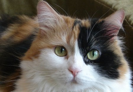 Is It Time - eyes, sitting, cat, calico