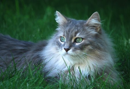 What Do I See Over There - cat, white, gray, grass