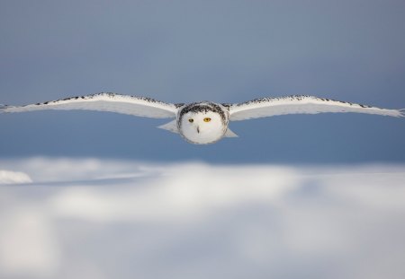 In Flight - sky, owl, bird, clouds