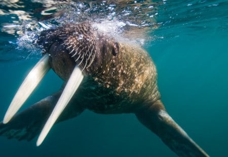 Walrus - walrus, teeth, wiskers, water