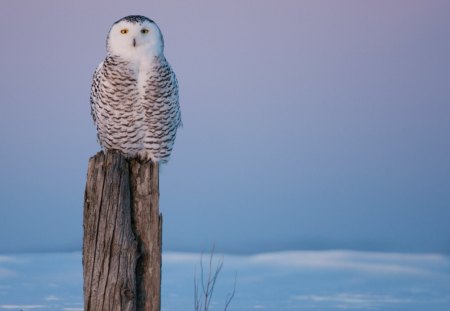 Perching - sky, owl, bird, snow