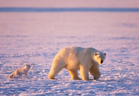 Stop Following Me - snow, bear, polar, fox