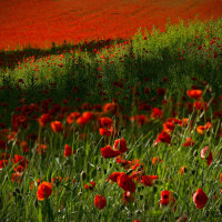 Poppies