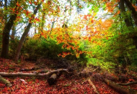 Autumn-HDR - beauty, nice, season, sky, autumn, trees, photography, cool, pretty, hdr, shrubs, landscape, lovely, nature, forest, beautiful, leaves, colors