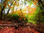 Autumn-HDR