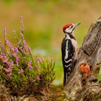 Juvenile Great Spotted Woodpecker