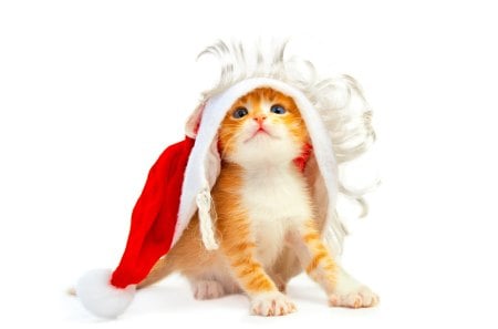 Funny Christmas Cat - hat, cat, widescreen, christmas, x-mas, funny, red, hd, cute, adorable