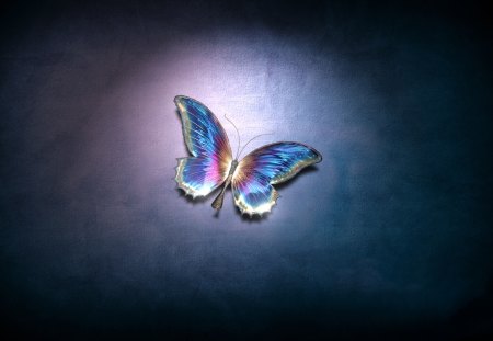 Magic Butterfly - butterfly, abstract, blue, magic