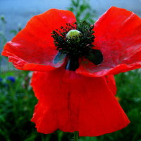 poppy