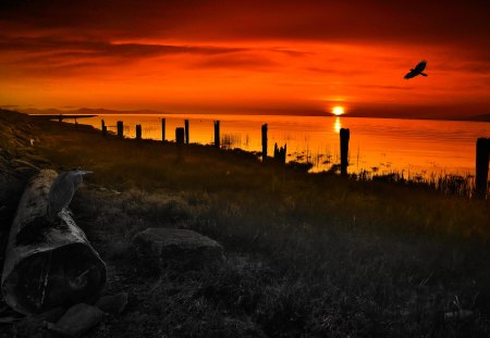 SUNSET FLIGHT - beach, sunset, sea, birds