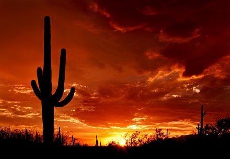 SUNSET ON DESSERT - cactus, nature, dessert, sunset