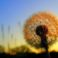 Cotton flower