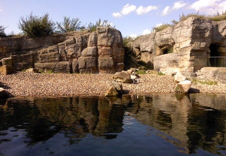 penguins - zoo, water, penguins, home