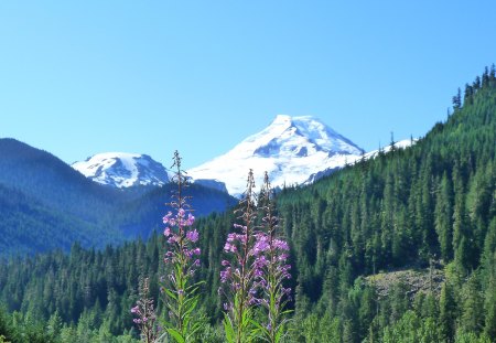 Mount Baker and Fireweed