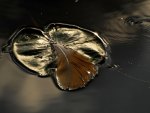 Water lily leaf