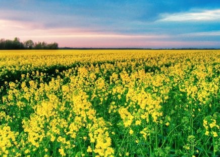 Canola-in-bloom - nature, sky, trees, yellow, field, flowers, colors