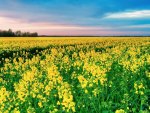 Canola-in-bloom