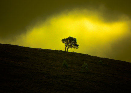 Far,far away.. - loneliness, sky, background, light, other, nature, yellow, far away, tree