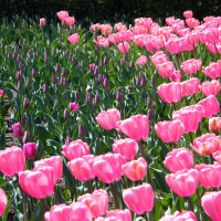 tulips-pink