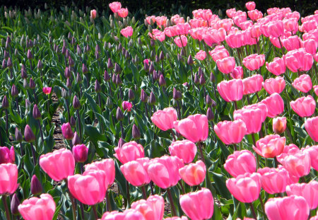 tulips-pink - tulips, pink, flowers, field, nature