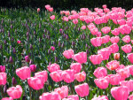 tulips-pink