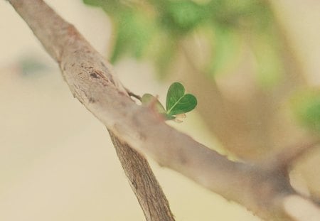 little heart - heart, branch, leaf, nature, twig, green, tree, cute, new